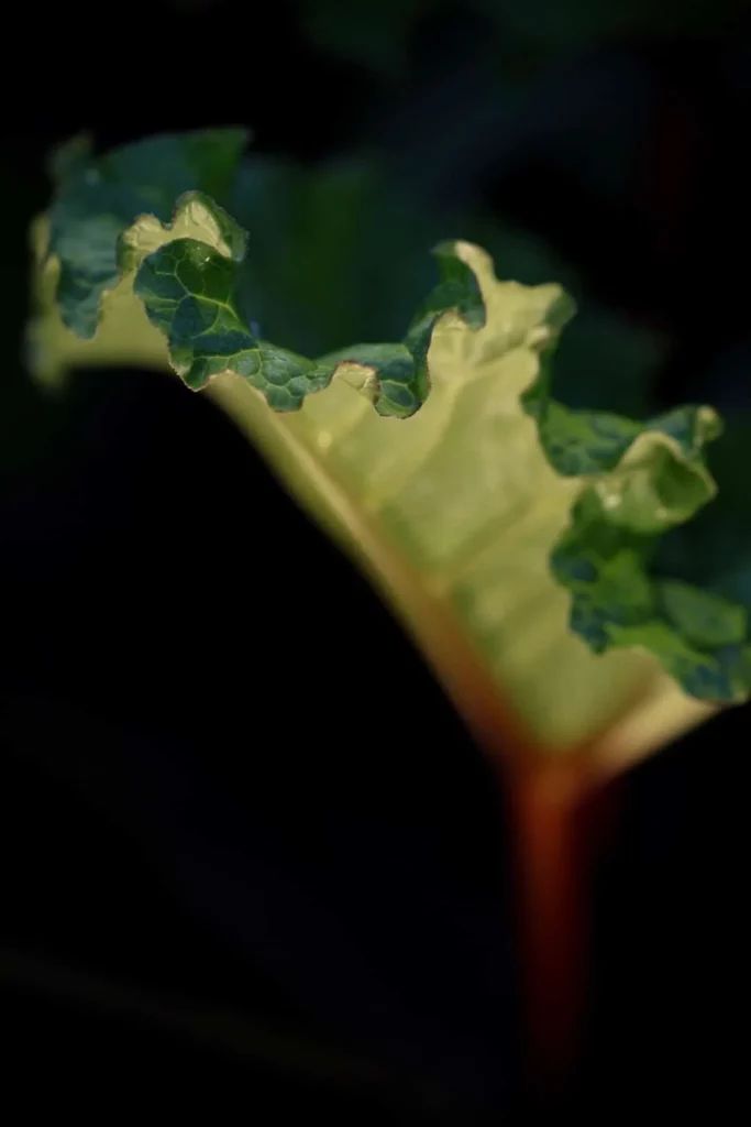 Close-up of the curled edge of a garden leaf — photograph by Lindsey Merryn