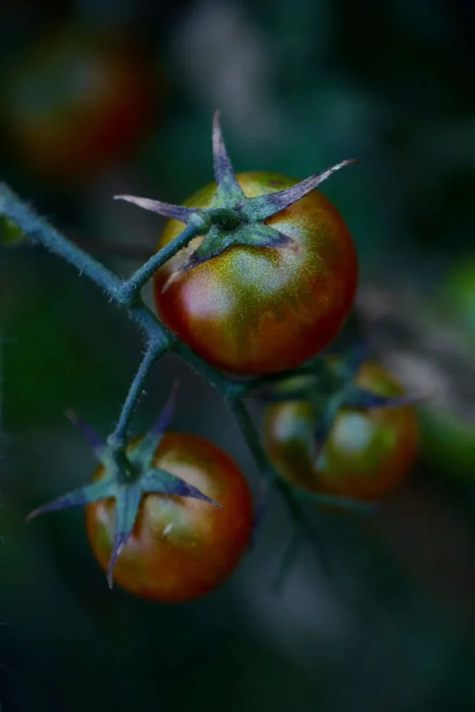 Tomatoes growing on the vine — photograph by Lindsey Merryn