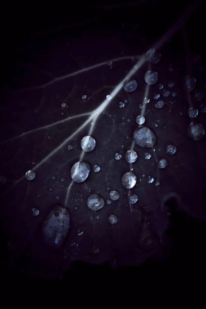 Water droplets on a dark leaf — photograph by Lindsey Merryn