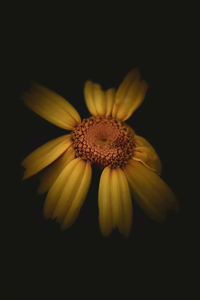 Close-up of a yellow flower — photograph by Lindsey Merryn