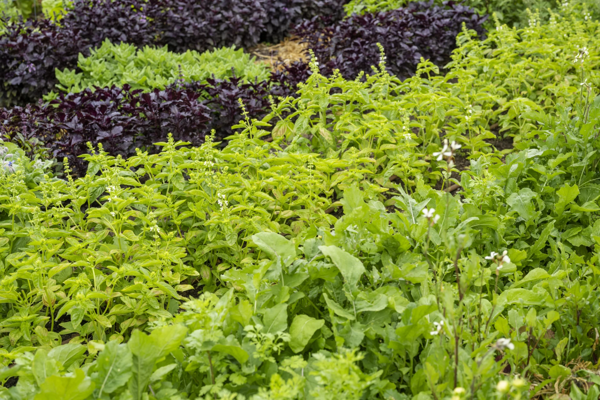 Green herbs and purple leafy vegetables growing in the Salopian Inn kitchen garden