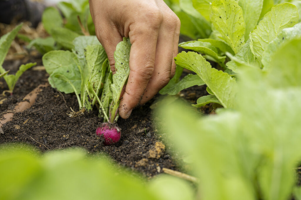 Harvesting a watermelon radish in the Salopian Kitchen Garden